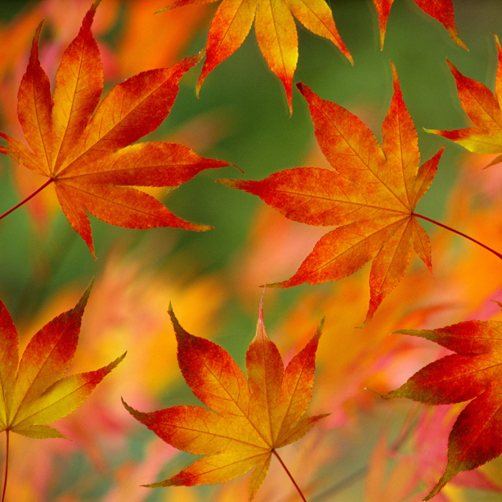 115_iPad.png Wallpaper