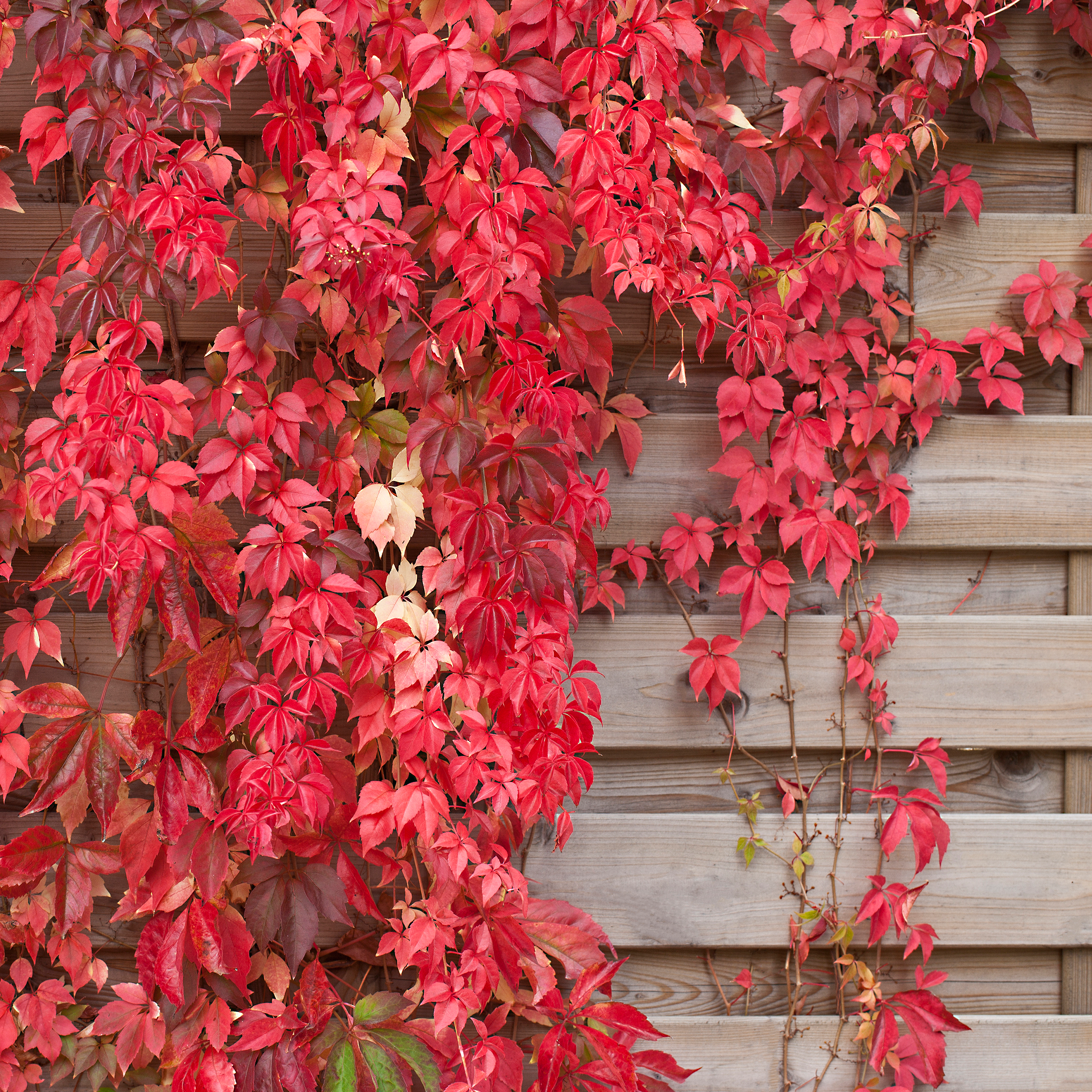 red_wallpaper-1336h2xipad.png Wallpaper